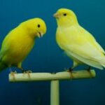 Signs of disaster. Why do animals see them but humans don't?