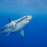 Creatures Fooled by Visual Tricks