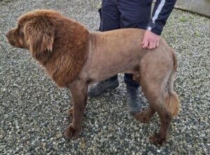 Lion Scare in East Clare: Turns Out to Be a Hairless Hound