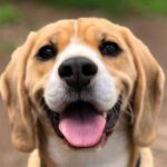 Which dogs are the most obedient?