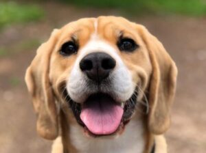 Which dogs are the most obedient?