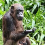 Ape Intellect: Chimpanzees Consider Cognition Before Acting, Study Finds.