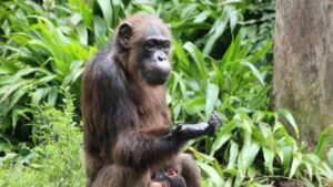 Ape Intellect: Chimpanzees Consider Cognition Before Acting, Study Finds.