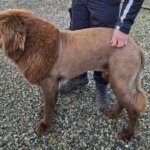 Lion Sighting in East Clare? Nope, Just a Hairless Hound.