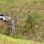 Mississippi: One of three lab monkeys recovered after escape following wreck.