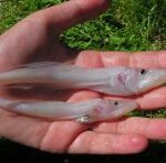 What is a golomyanka? Sketches from the Baikal-Irkutsk region