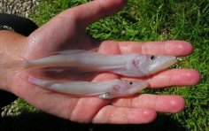 What is a golomyanka? Sketches from the Baikal-Irkutsk region