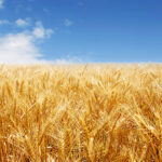 From GOST to Global: The Path to Harmonizing Wheat Quality Standards in…