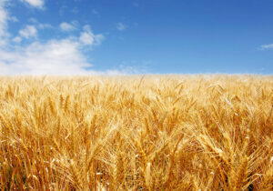 From GOST to Global: The Path to Harmonizing Wheat Quality Standards in…