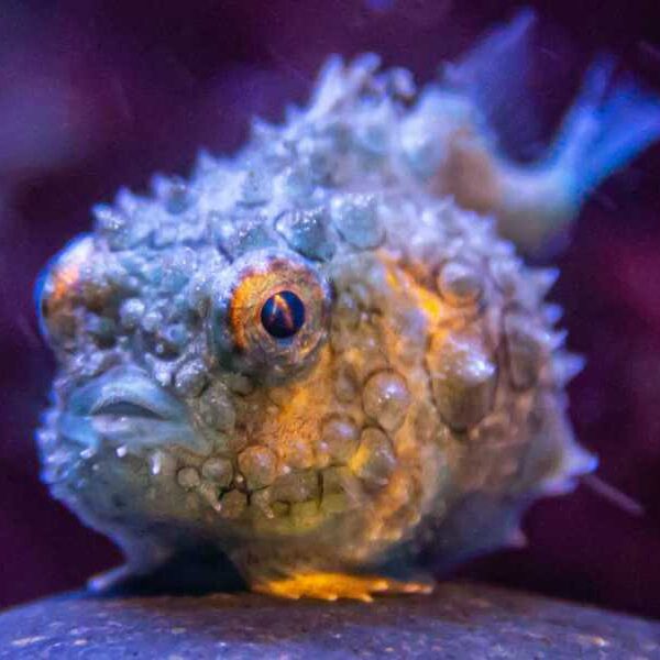 Pacific spiny lumpfish: An adorable little fish with a weird sucker that&hellip;