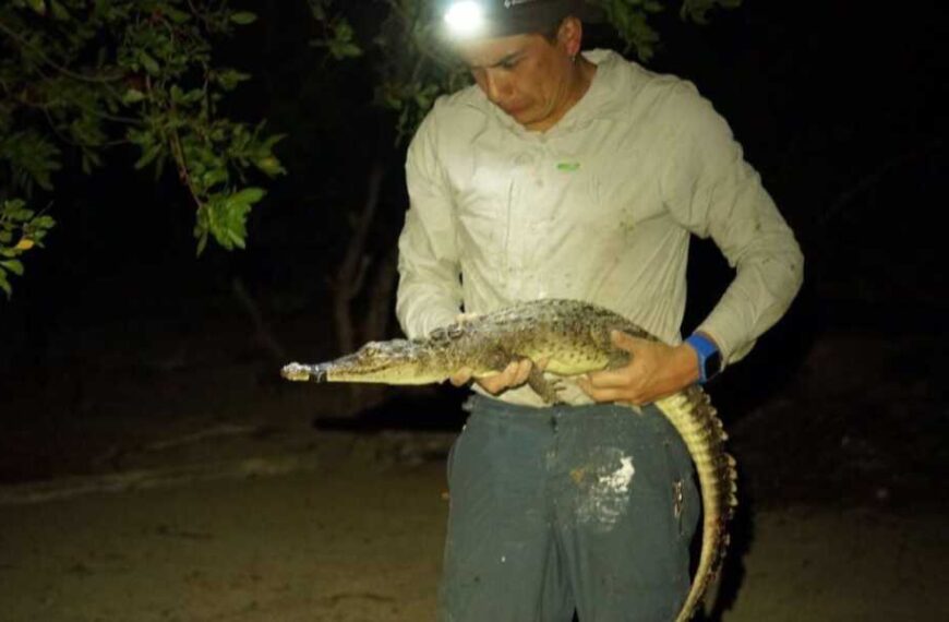 ‘Totally unexpected’: Two new species of crocodiles discovered in the Caribbean
