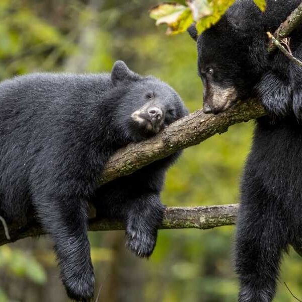 Bears: Facts about furry omnivores found in many parts of the world.