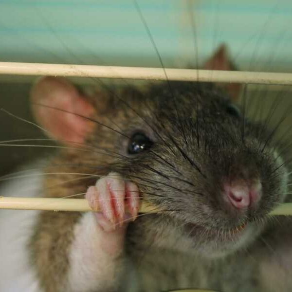 Scientists gave mice a flu vaccine by flossing their tiny teeth –…