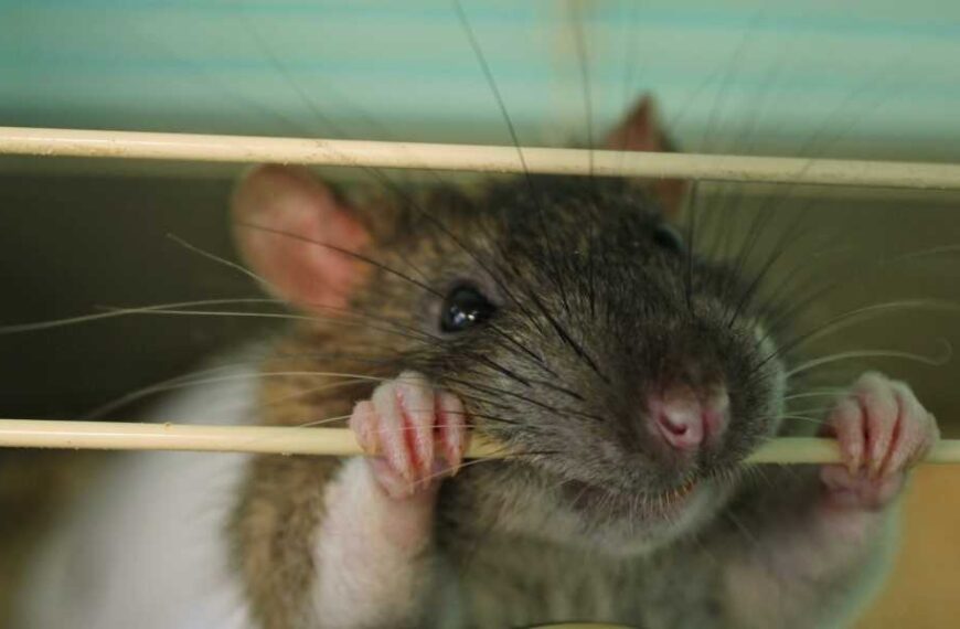 Scientists gave mice a flu vaccine by flossing their tiny teeth –&hellip;