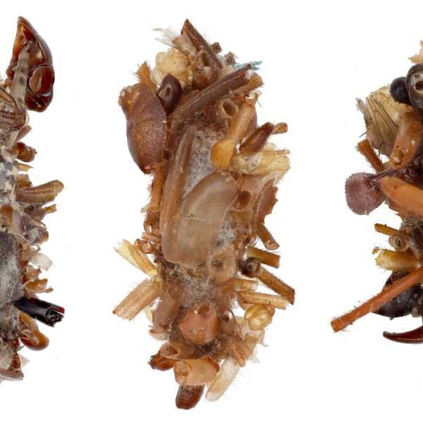 Bone Collector Caterpillar: The Very Hungry Caterpillar of Your Nightmares
