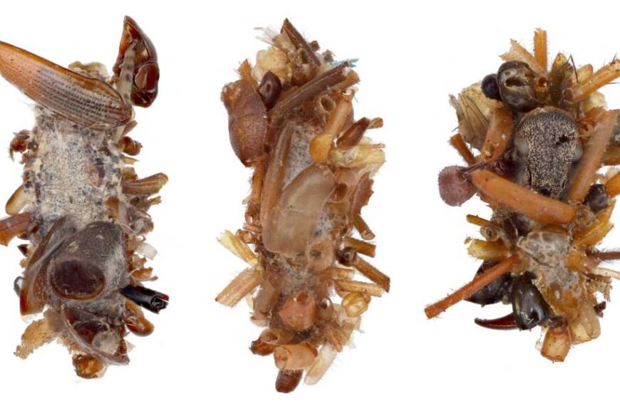 Bone Collector Caterpillar: The Very Hungry Caterpillar of Your Nightmares