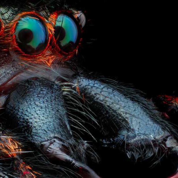 Spider Quiz: Test Your Knowledge of Spider Webs