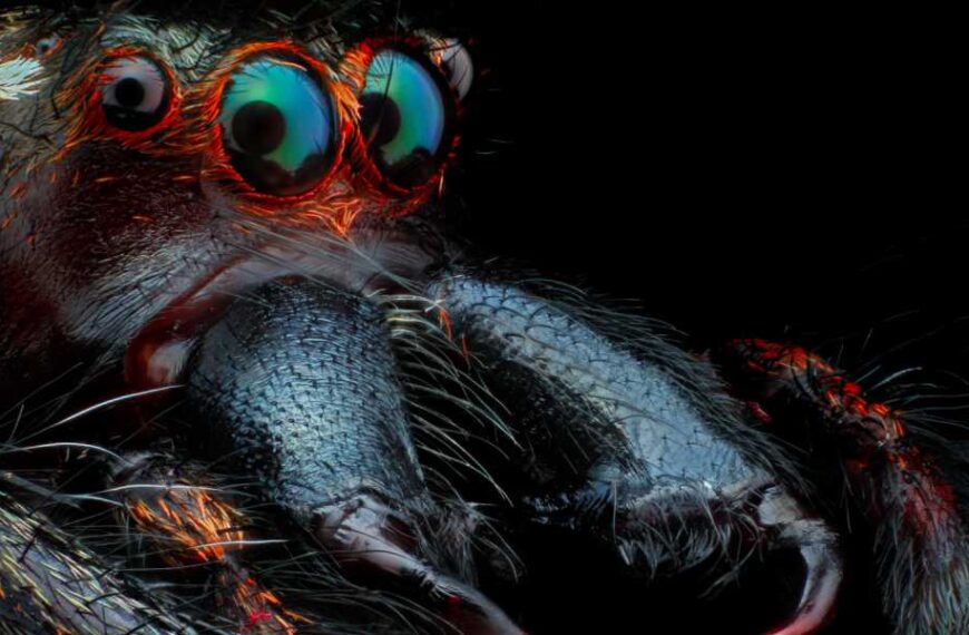 Spider Quiz: Test Your Knowledge of Spider Webs