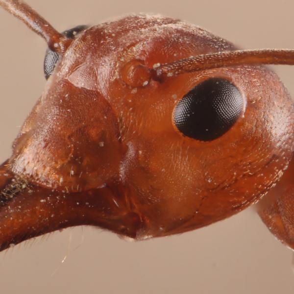 Zombie ants that die horrible deaths worthy of a horror movie
