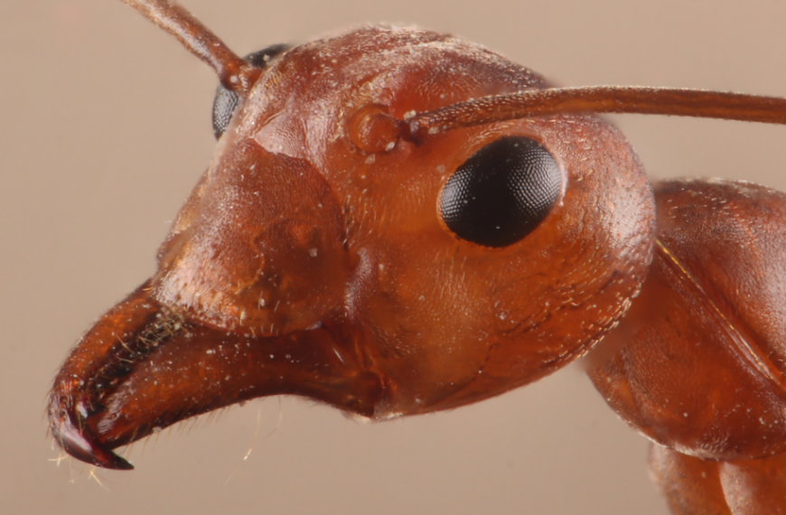 Zombie ants that die horrible deaths worthy of a horror movie