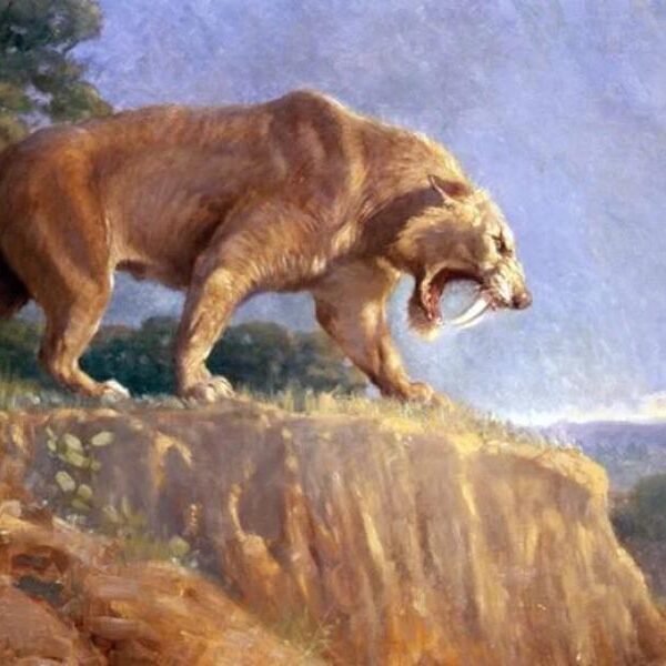 Enormous Saber-Toothed Tiger Skull Reveals How Big They Could Get