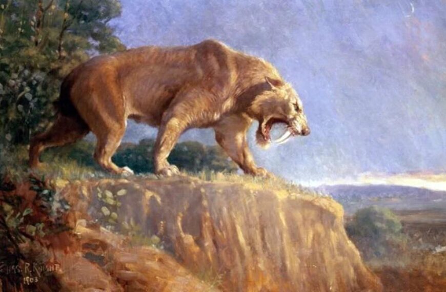 Enormous Saber-Toothed Tiger Skull Reveals How Big They Could Get