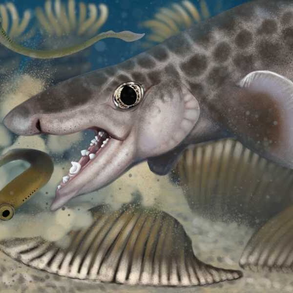 Ancient Shark Discovered Deep Inside World’s Longest Cave System