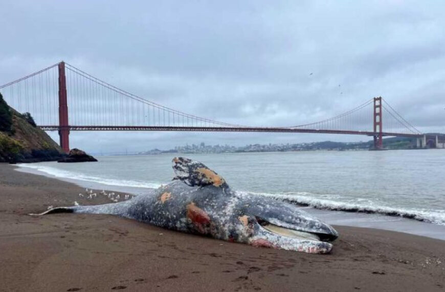 Six Dead Gray Whales Found in San Francisco Bay in a Week