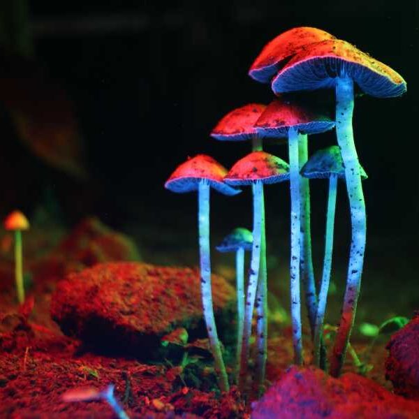 ‘I was blown away by this data’: Psilocybin shows anti-aging properties in&hellip;