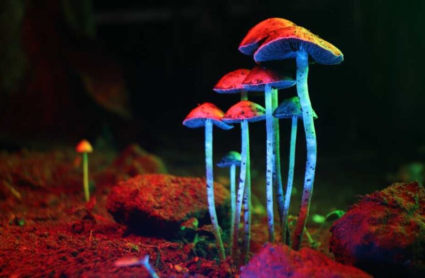 ‘I was blown away by this data’: Psilocybin shows anti-aging properties in…