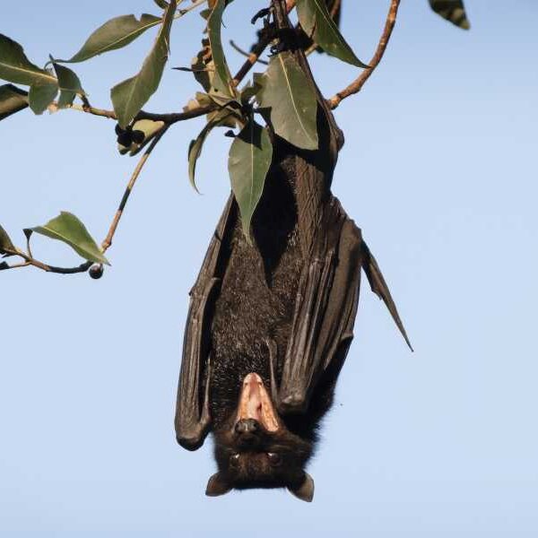 Australian Man Dies From Rare Rabies-Like Disease