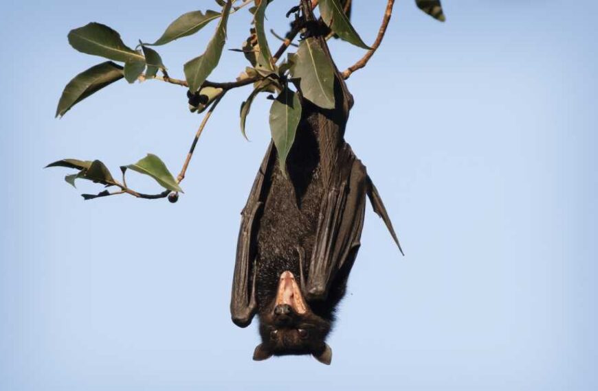 Australian Man Dies From Rare Rabies-Like Disease