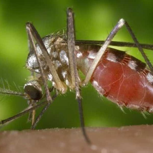 La Crosse Virus Disease: A Rare Mosquito-Borne Disease That Causes Deadly Brain&hellip;