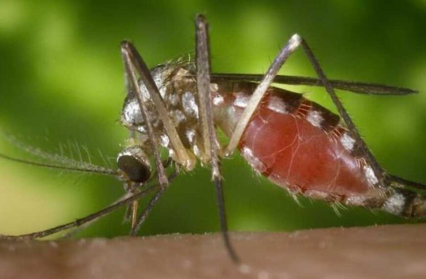 La Crosse Virus Disease: A Rare Mosquito-Borne Disease That Causes Deadly Brain…