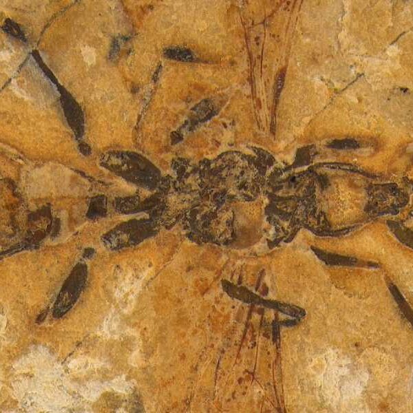 ‘Hell Ant’ With Scythe-Shaped Jaws May Be Oldest Fossil Ant Ever Discovered