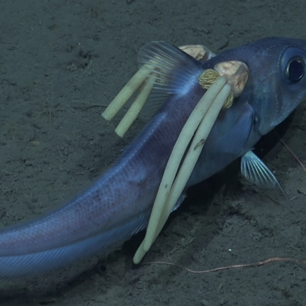 Scientists Capture Strange Deep-Sea Creature With Parasitic Pig Tails