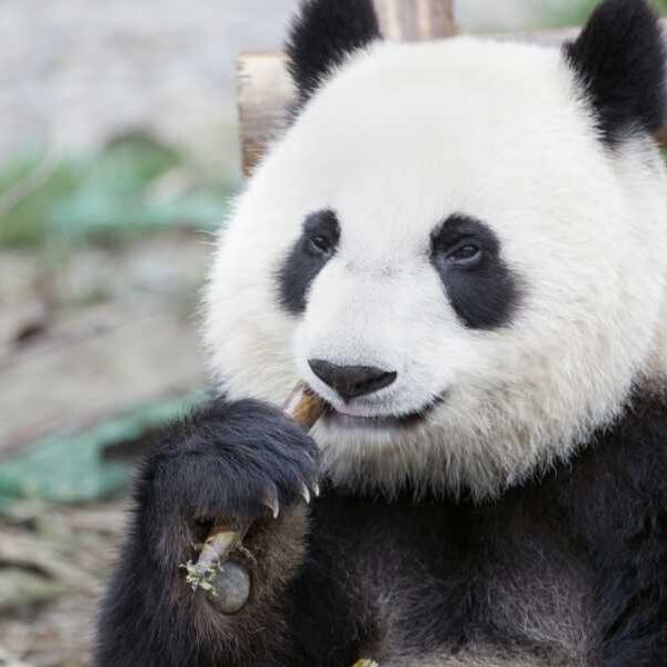 Do pandas eat anything other than bamboo?