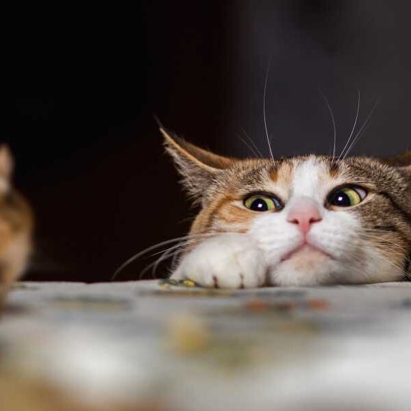 Why do cats bring dead animals to their owners?