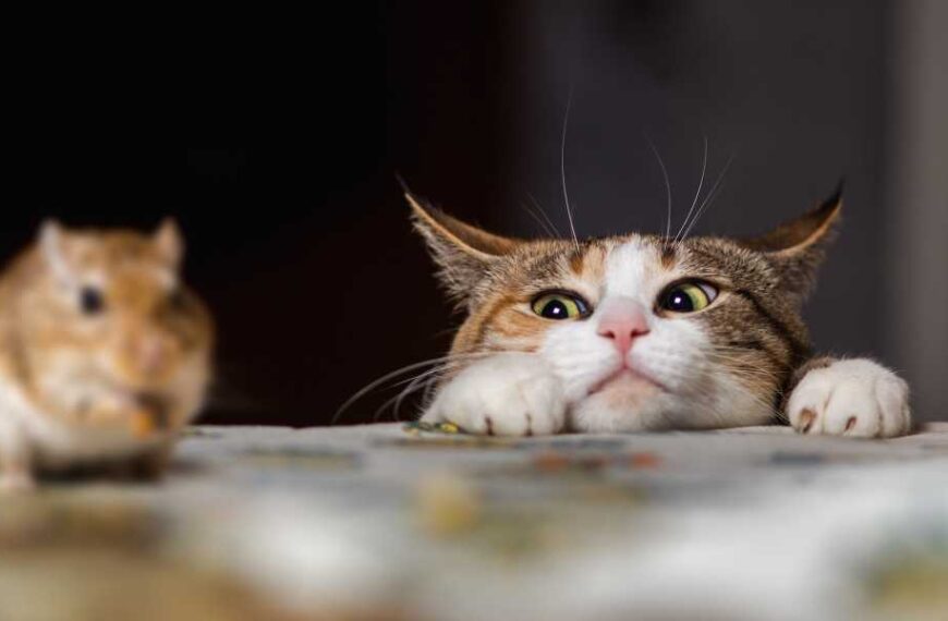 Why do cats bring dead animals to their owners?