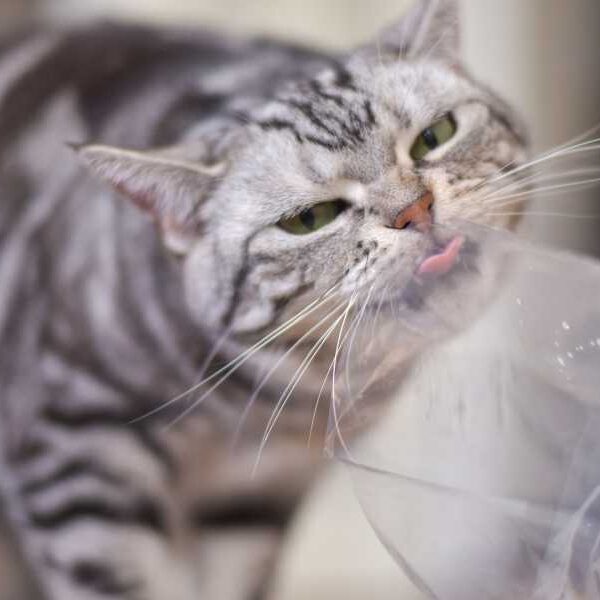 Why do cats lick plastic bags?