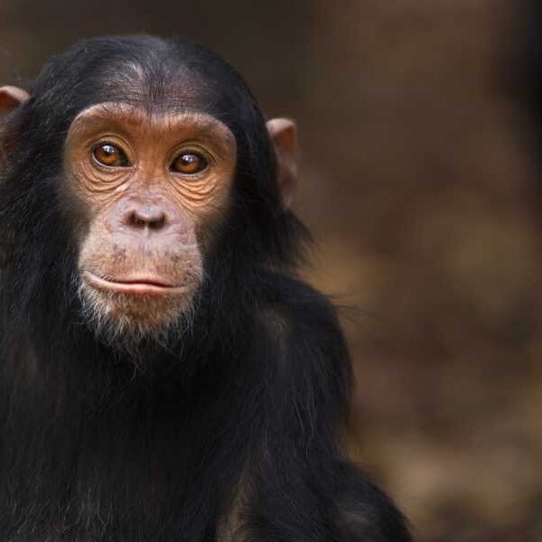 Primates: Facts about the group that includes humans, monkeys, apes, and other…
