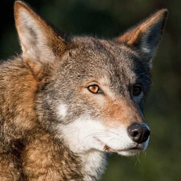 Instead of ‘reviving’ dire wolves, scientists should use gene editing to protect…