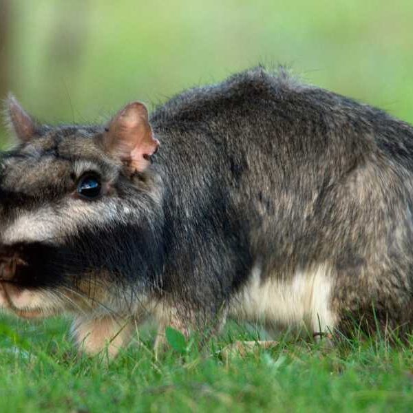 Plains viscacha: a rodent that builds vast underground cities and ovulates more&hellip;