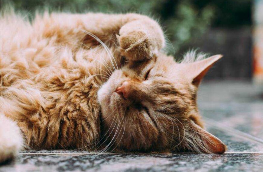 The first domestic cats in North America arrived on Spanish ships.