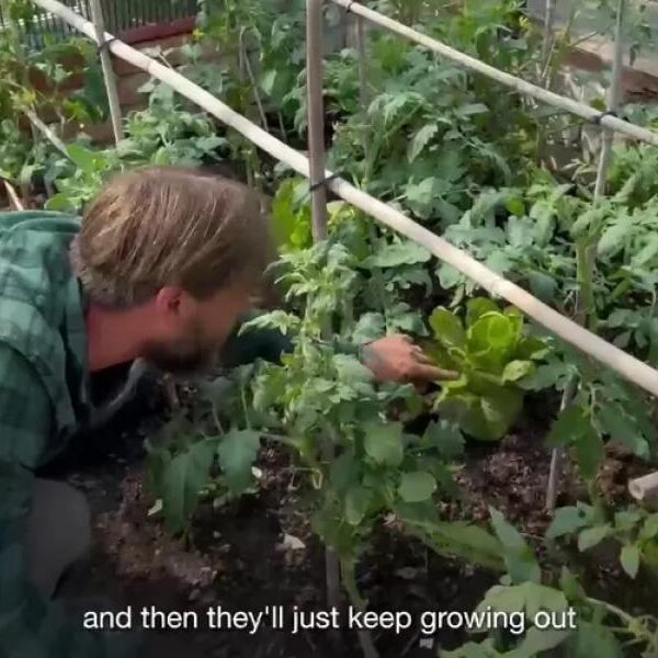 The woman’s garden has been repeatedly raided by visitors coming to a&hellip;