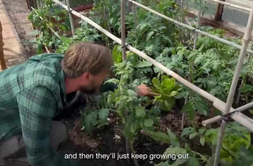 The woman’s garden has been repeatedly raided by visitors coming to a&hellip;