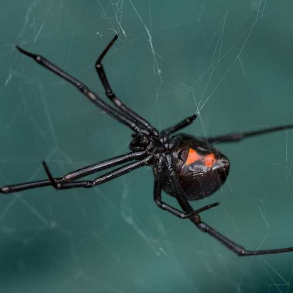Diagnostic Dilemma: Black Widow Spider Venom Poisons Woman Through Eyeball