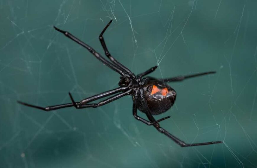 Diagnostic Dilemma: Black Widow Spider Venom Poisons Woman Through Eyeball
