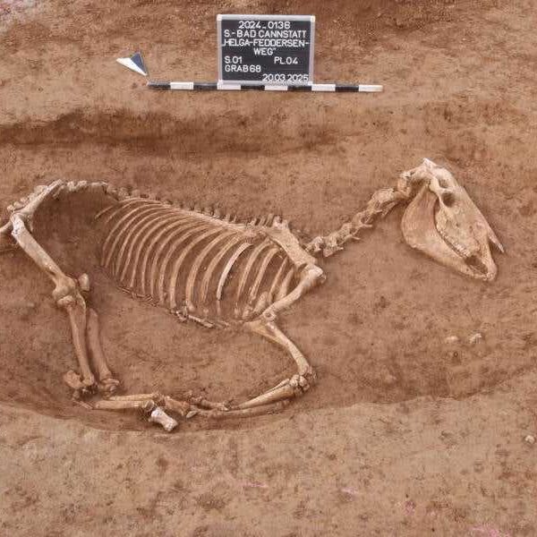 2nd Century Roman Horse Cemetery Discovered in Germany