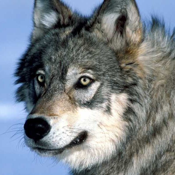 The return of wolves to Yellowstone has led to a surge in&hellip;
